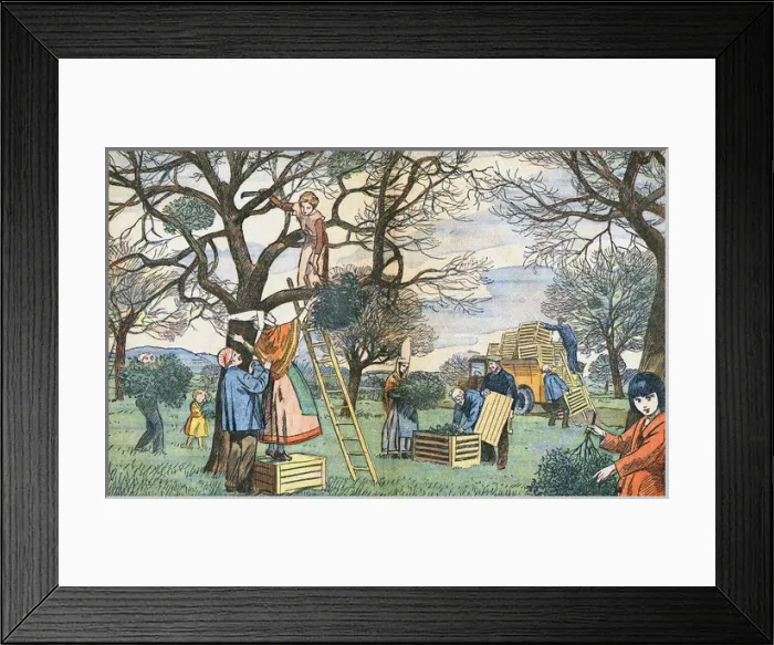 Framed Print : Gathering Mistletoe Framed Print : Gathering Mistletoe