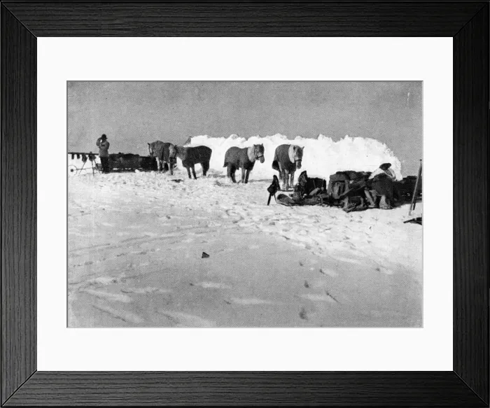 Framed Print : Scott Expedition / Ponies Framed Print : Scott Expedition / Ponies