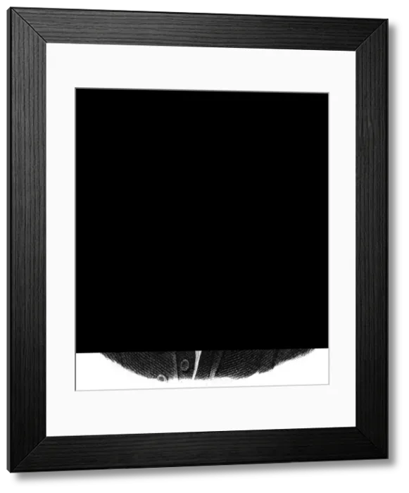 Framed Print : Levret / Andre / Medical Framed Print : Levret / Andre / Medical