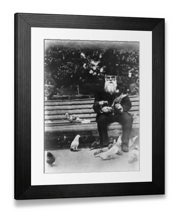 Framed Print : Old Man with Pigeons Framed Print : Old Man with Pigeons