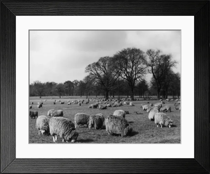 Framed Print : Sheep in Hyde Park Framed Print : Sheep in Hyde Park