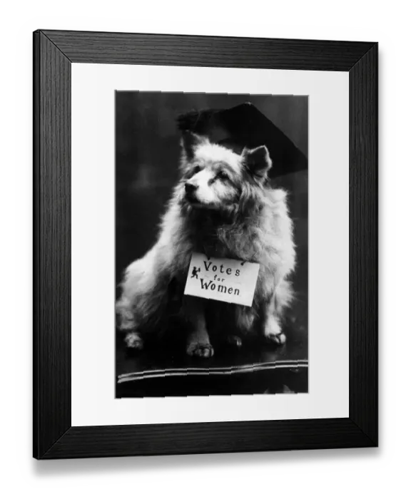 Framed Print : Dog Suffragette Framed Print : Dog Suffragette