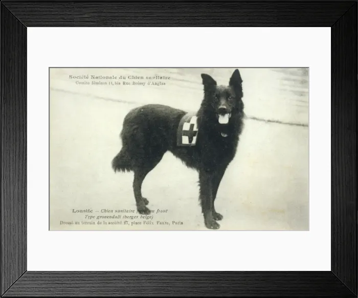 Framed Print : Dog War Work Red Cross Framed Print : Dog War Work Red Cross