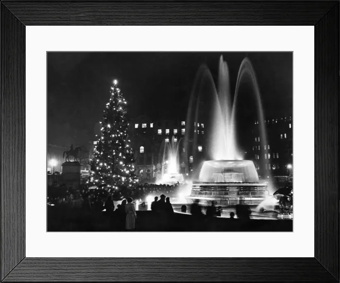 Framed Print : Tree in Trafalgar Square Framed Print : Tree in Trafalgar Square