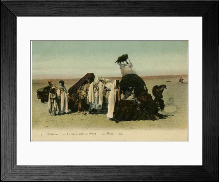 Framed Print : Algeria - Camel Transport Framed Print : Algeria - Camel Transport