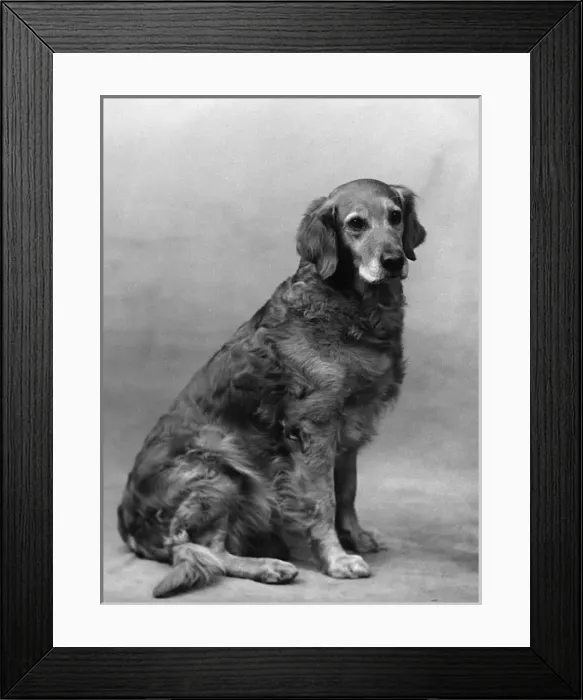 Framed Print : Fall / Golden Retriever / 36 Framed Print : Fall / Golden Retriever / 36
