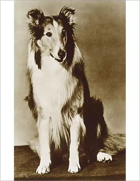 Lassie  /  Mgm Postcard