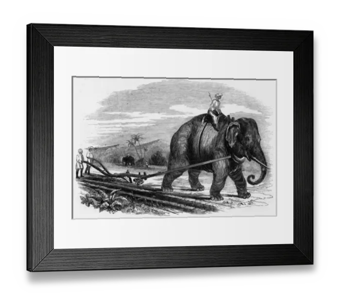 Framed Print : Ploughing, Elephant Framed Print : Ploughing, Elephant