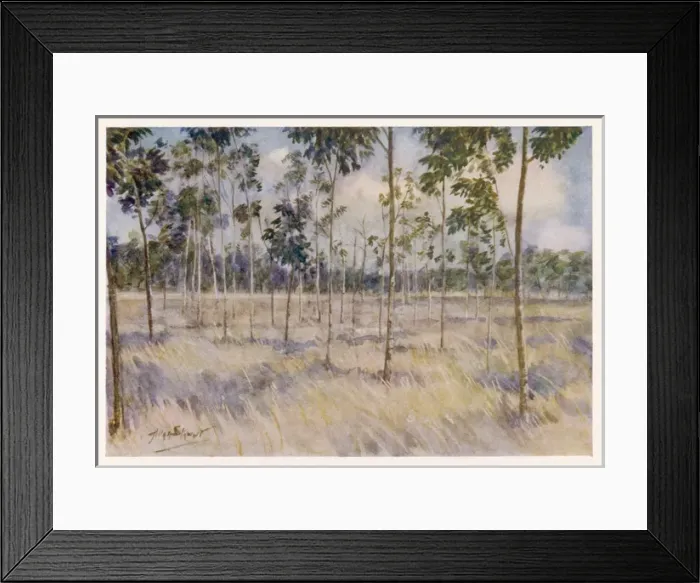 Framed Print : Rubber Plantation / Borneo Framed Print : Rubber Plantation / Borneo