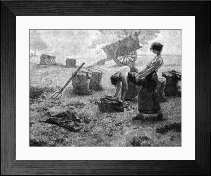 Framed Print : Potato Crop, France Framed Print : Potato Crop, France