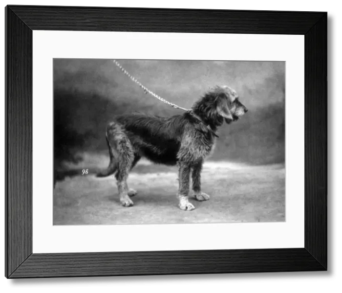 Framed Print : Hannover / Otterhound Framed Print : Hannover / Otterhound