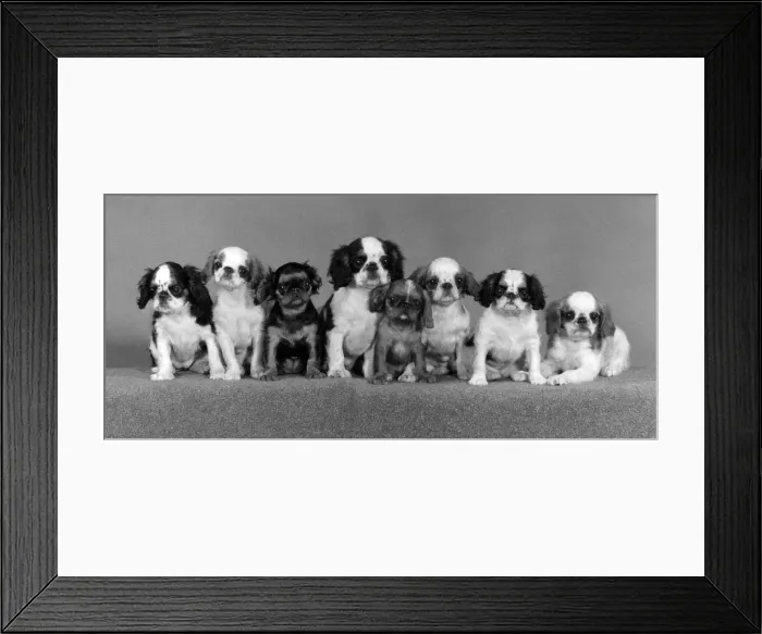 Framed Print : FALL / K. C. SPANIEL / 1977 Framed Print : FALL / K. C. SPANIEL / 1977