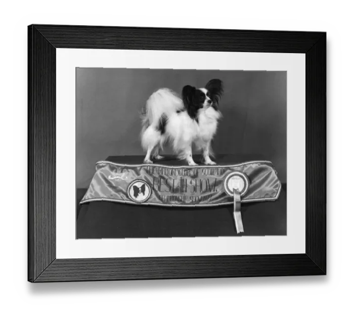 Framed Print : Fall  /  Papillon  /  1977