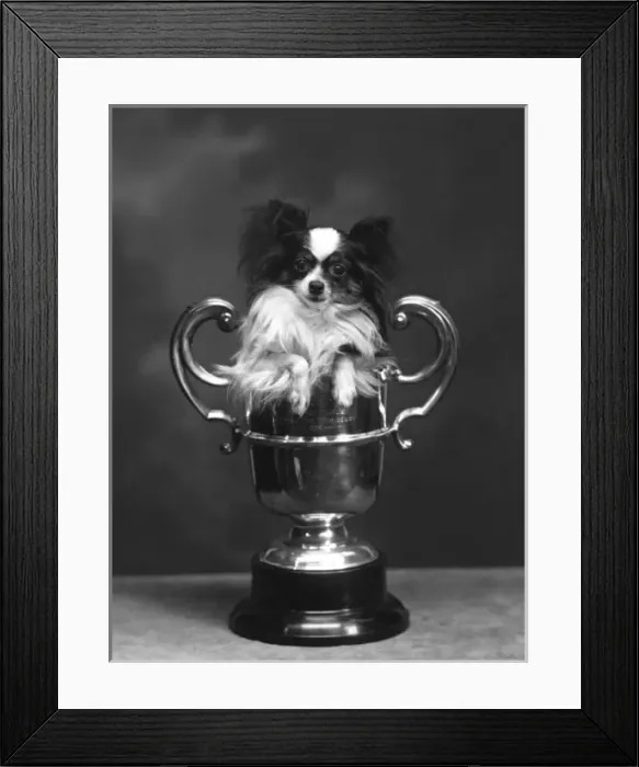Framed Print : Fall / Papillon / 1936 Framed Print : Fall / Papillon / 1936