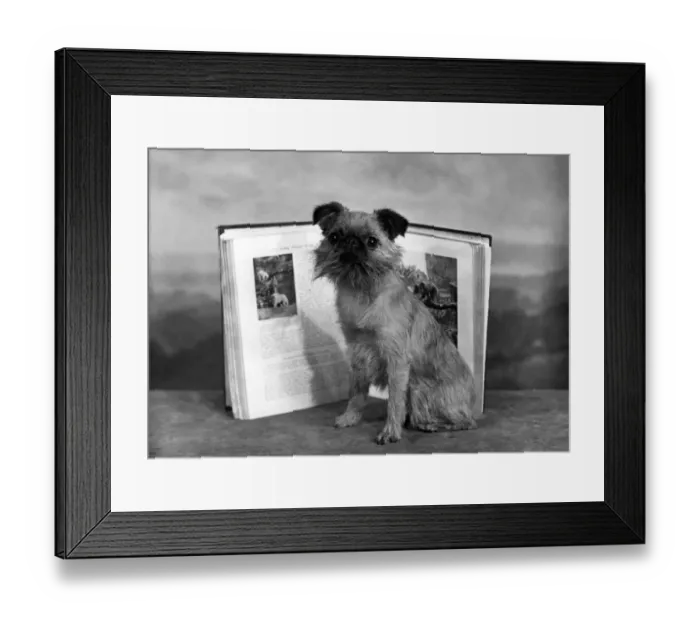 Framed Print : Fall / Griffon / With Book Framed Print : Fall / Griffon / With Book
