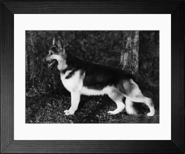 Framed Print : FALL / CRUFTS / 1965 Framed Print : FALL / CRUFTS / 1965