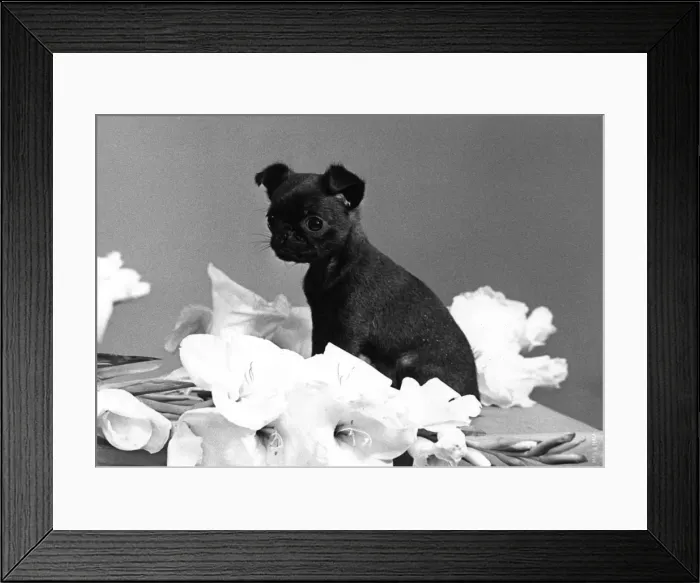 Framed Print : Tiny Puppy has Cute Face Framed Print : Tiny Puppy has Cute Face