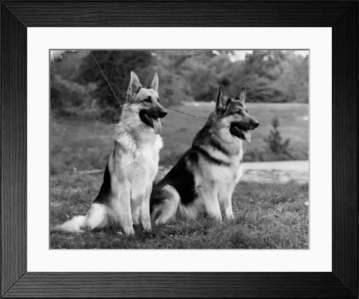 Framed Print : Fall / Crufts / 2 Champions Framed Print : Fall / Crufts / 2 Champions