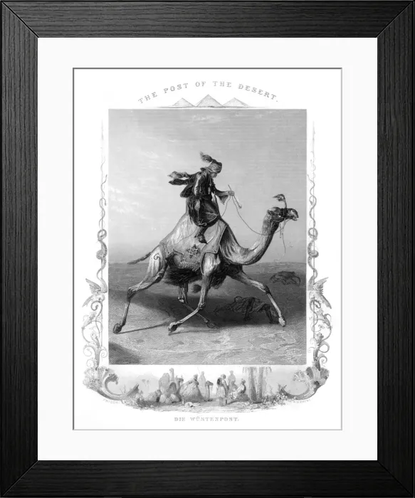 Framed Print : Racial / Arabs / Camel 19C Framed Print : Racial / Arabs / Camel 19C