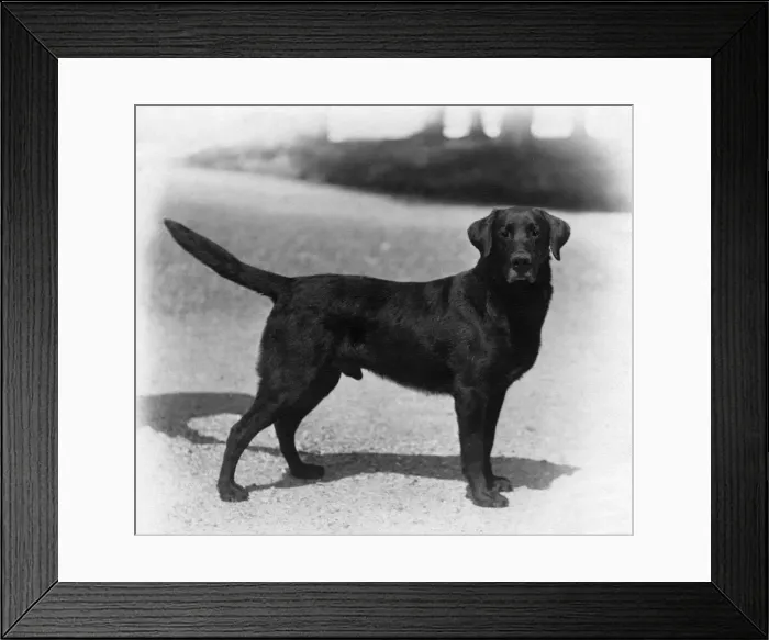 Framed Print : Fall / Labrador / 1924 Framed Print : Fall / Labrador / 1924