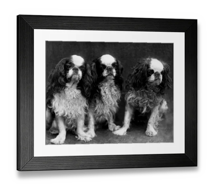 Framed Print : King Charles Spaniel