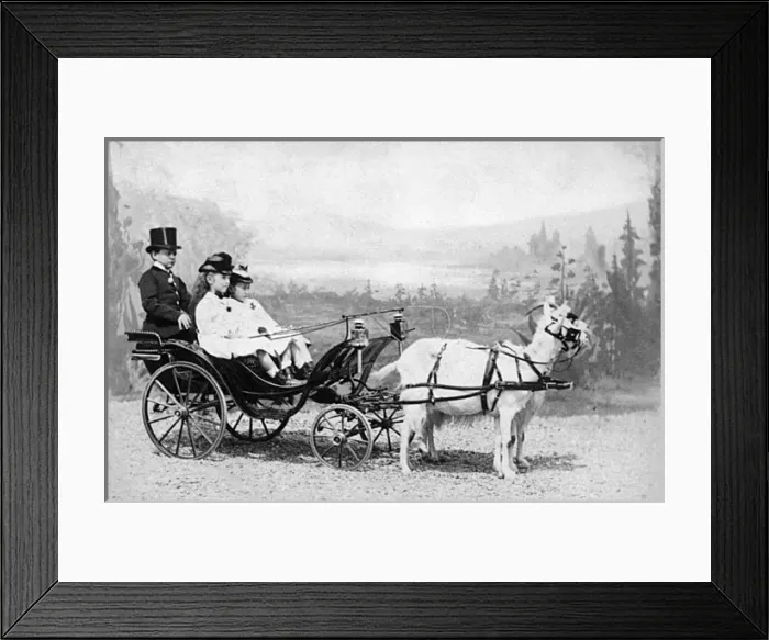 Framed Print : Voiture De Chevres Framed Print : Voiture De Chevres