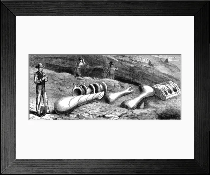 Framed Print : Fossils in Colorado Framed Print : Fossils in Colorado