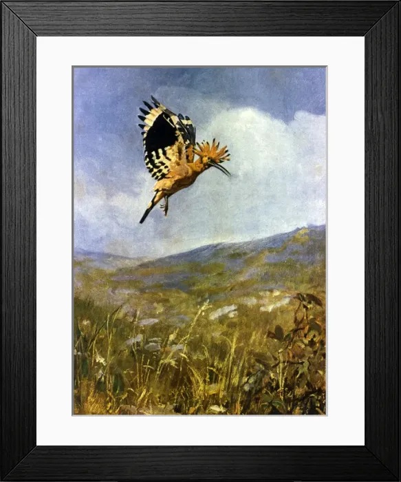 Framed Print : Hoopoe bird in flight Framed Print : Hoopoe bird in flight