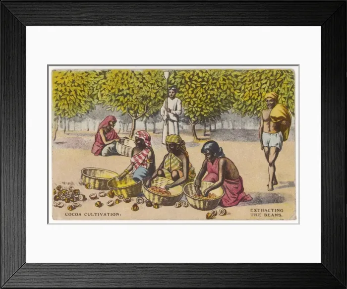 Framed Print : Prpparing Cocoa Framed Print : Prpparing Cocoa