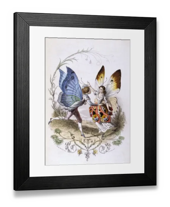 Framed Print : Lepidoptera Dance Framed Print : Lepidoptera Dance