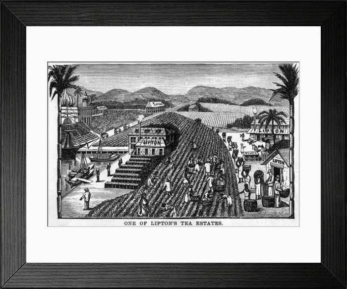 Framed Print : Liptons Ceylon Estate Framed Print : Liptons Ceylon Estate