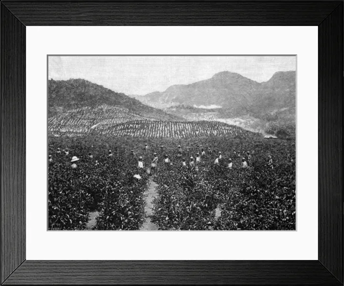 Framed Print : Ceylon Tea Plantation Framed Print : Ceylon Tea Plantation