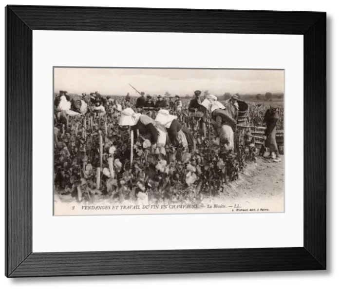 Framed Print : Picking Champagne Grapes Framed Print : Picking Champagne Grapes