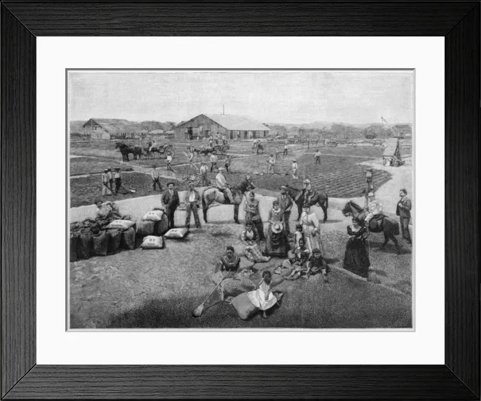 Framed Print : Managua Plantation Framed Print : Managua Plantation
