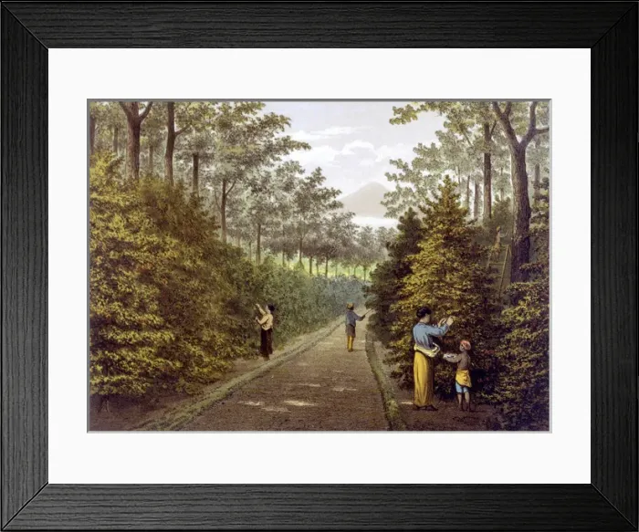 Framed Print : Java Coffee Plantation Framed Print : Java Coffee Plantation
