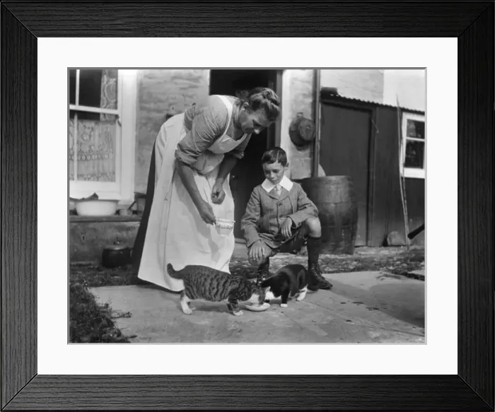 Framed Print : Cats Drinking Milk Framed Print : Cats Drinking Milk