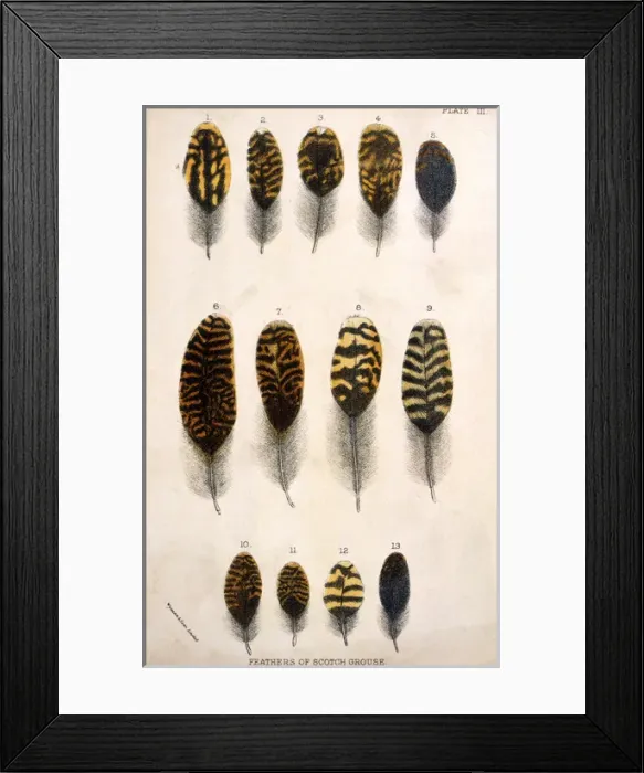 Framed Print : Grouse Feathers Framed Print : Grouse Feathers