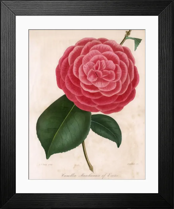 Framed Print : Camellia - Marchioness Framed Print : Camellia - Marchioness