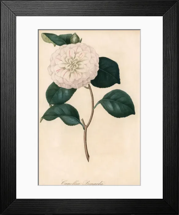 Framed Print : Camellia Bonardii Framed Print : Camellia Bonardii