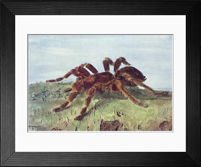 Framed Print : Great Tree Spider Framed Print : Great Tree Spider