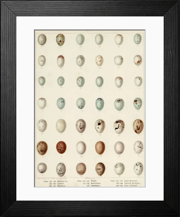 Framed Print : Eggs of Bunting Etc Framed Print : Eggs of Bunting Etc