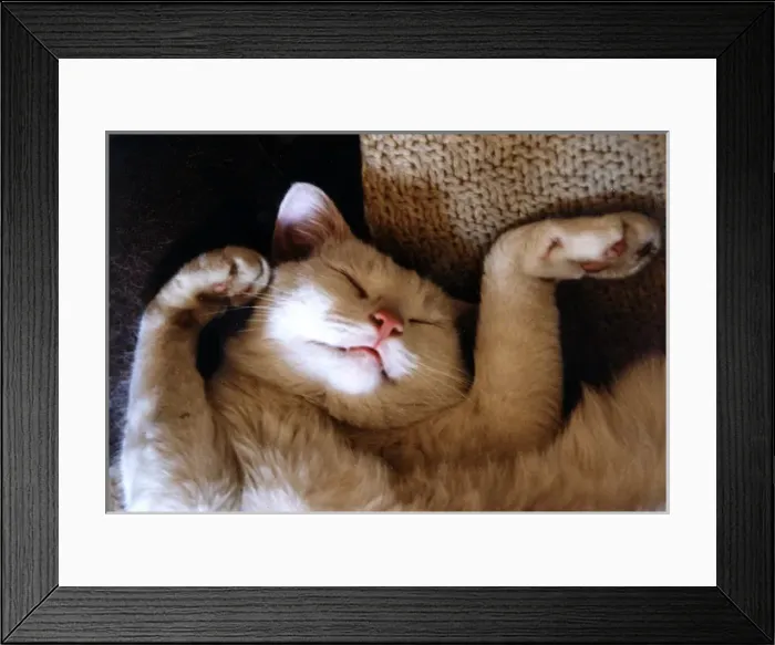 Framed Print : Ritz Fast Asleep Framed Print : Ritz Fast Asleep