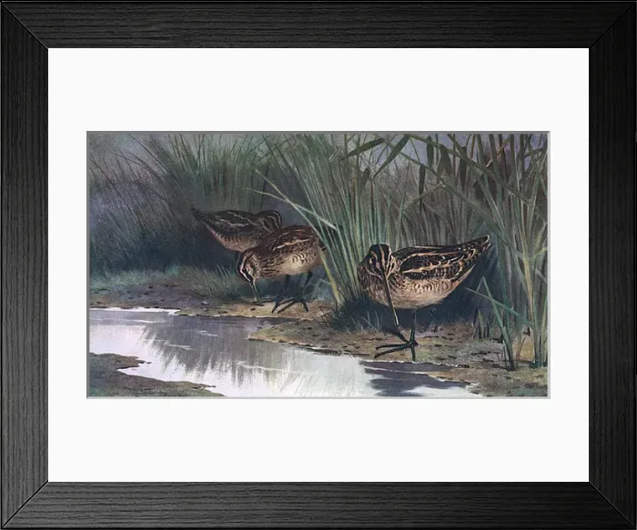 Framed Print : Common Snipe (Thorburn) Framed Print : Common Snipe (Thorburn)