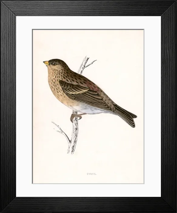 Framed Print : Twite (Morris) Framed Print : Twite (Morris)