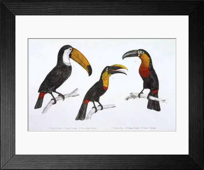 Framed Print : Three Toucans Framed Print : Three Toucans