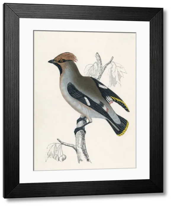 Framed Print : Waxwing (Morris) Framed Print : Waxwing (Morris)