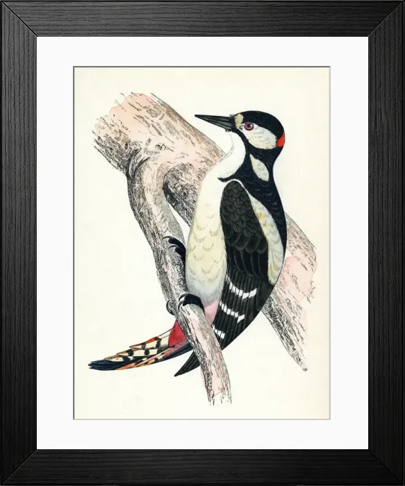 Framed Print : Great Spotted Woodpecker Framed Print : Great Spotted Woodpecker