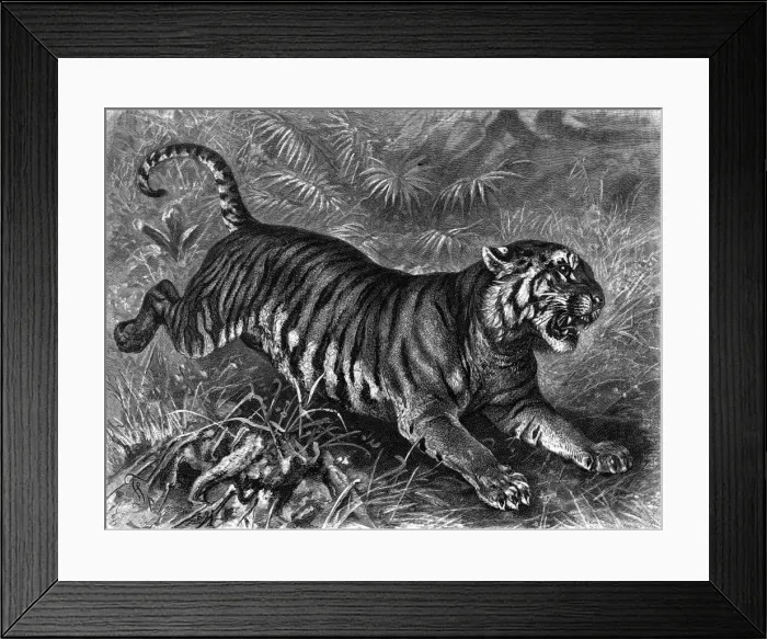 Framed Print : Leaping Tiger Framed Print : Leaping Tiger