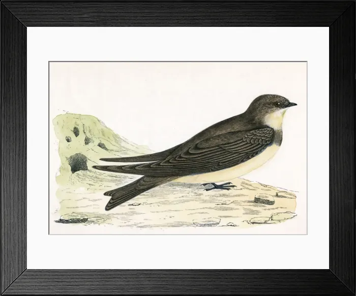Framed Print : Sand Martin (Morris) Framed Print : Sand Martin (Morris)