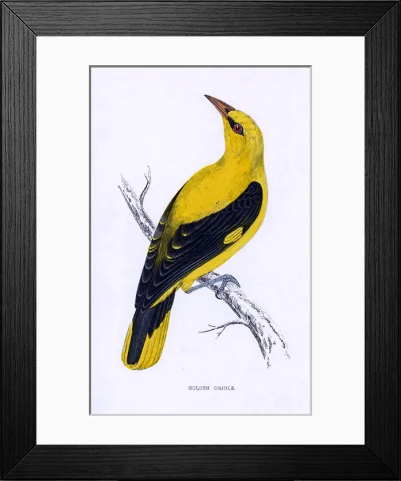 Framed Print : Golden Oriole (Morris) Framed Print : Golden Oriole (Morris)